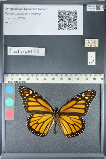 Media type: image;   Entomology 164939